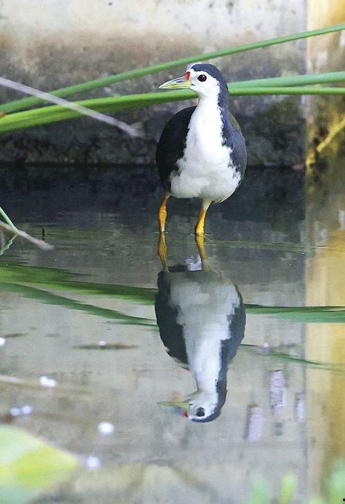 苍鹭与少年最新爆料片段,揭秘神秘片段，青春校园情感纠葛再掀波澜